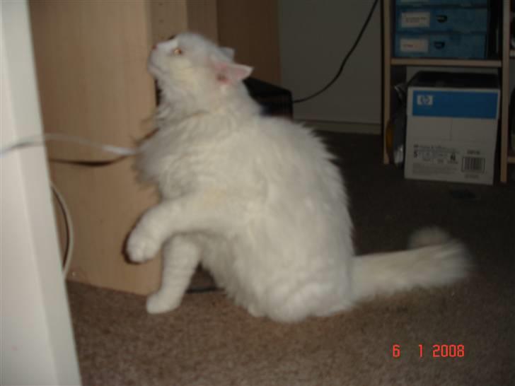 Blanding af racer Bella billede 4