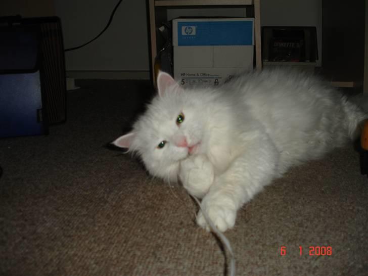 Blanding af racer Bella billede 5