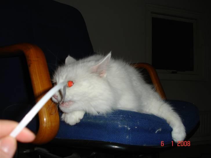 Blanding af racer Bella - Bella kan skam også godt lege og her viser hun vist sit sande jeg :D billede 6