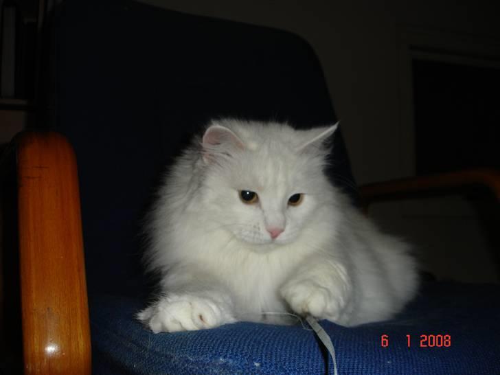 Blanding af racer Bella billede 7