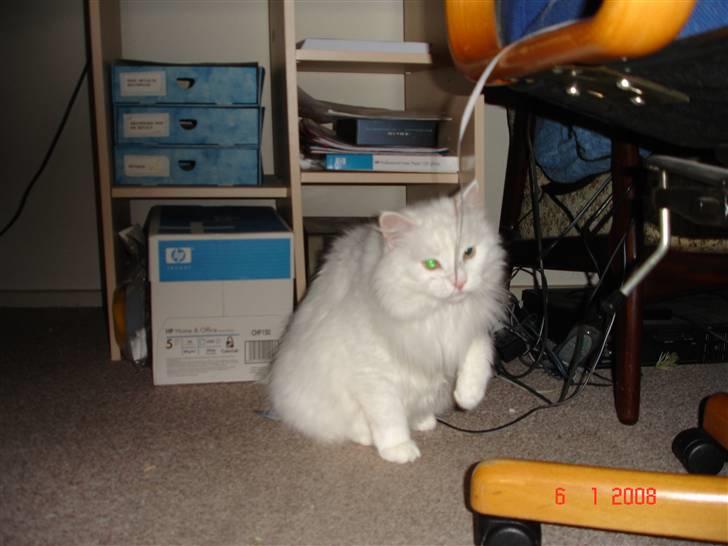 Blanding af racer Bella billede 8