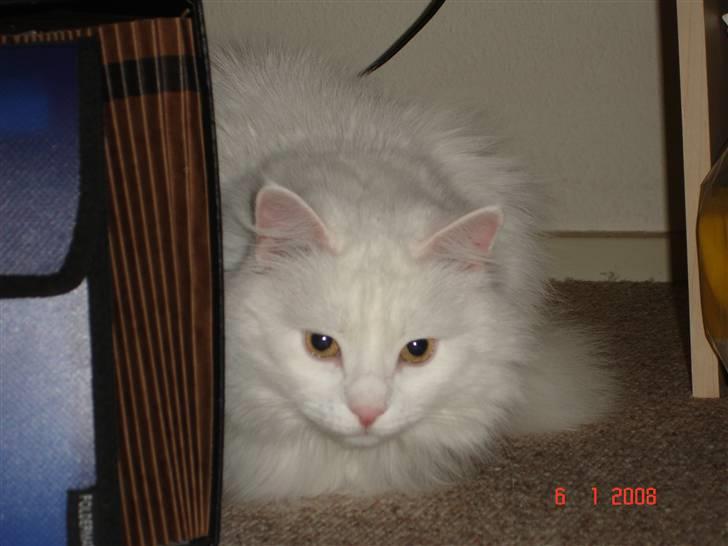 Blanding af racer Bella billede 9