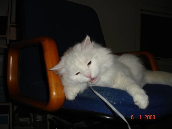 Blanding af racer Bella billede 10