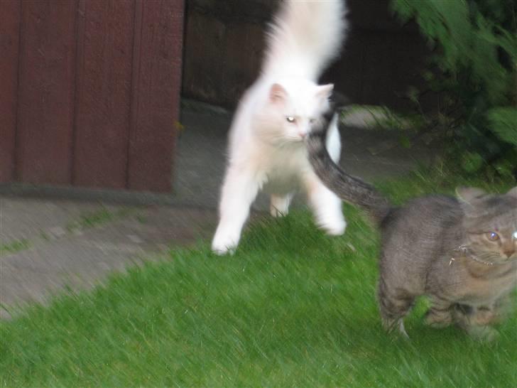 Blanding af racer Bella - Så er der lidt tid til at jage min anden kat Toulouse ;) billede 11