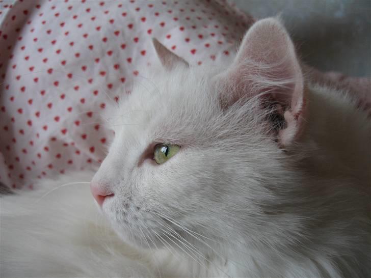 Blanding af racer Bella billede 12