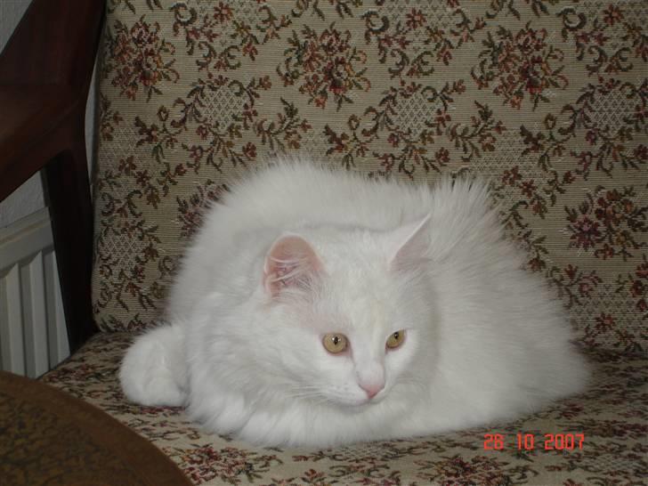 Blanding af racer Bella billede 13