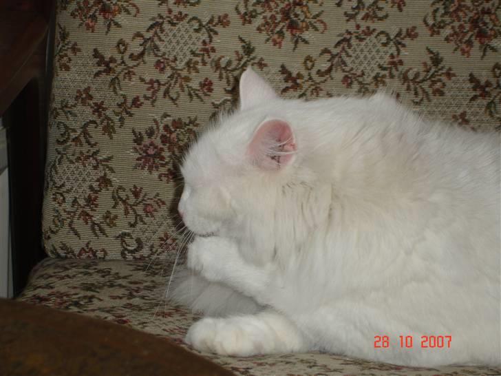 Blanding af racer Bella billede 14