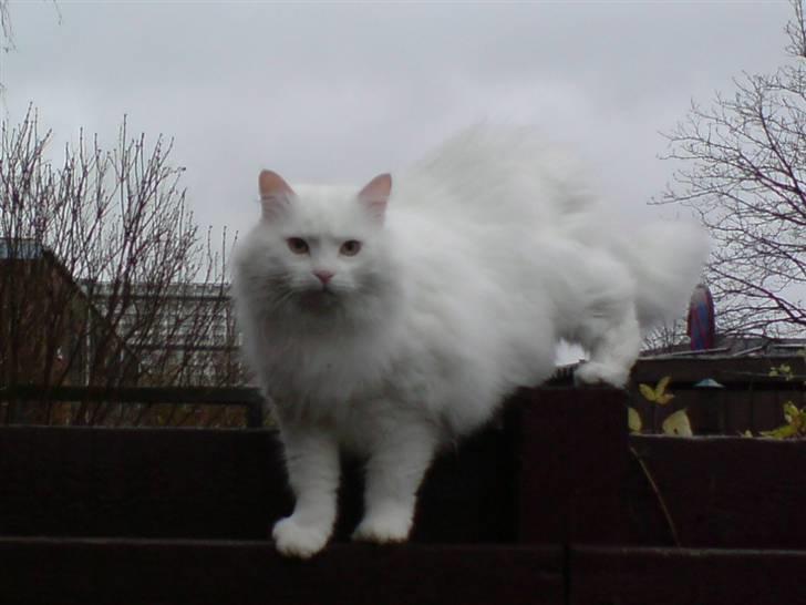 Blanding af racer Bella billede 15