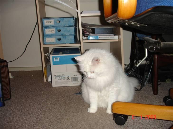 Blanding af racer Bella billede 16