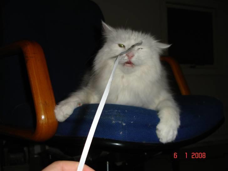 Blanding af racer Bella - Så skal Bella mobbes lidt :) billede 17