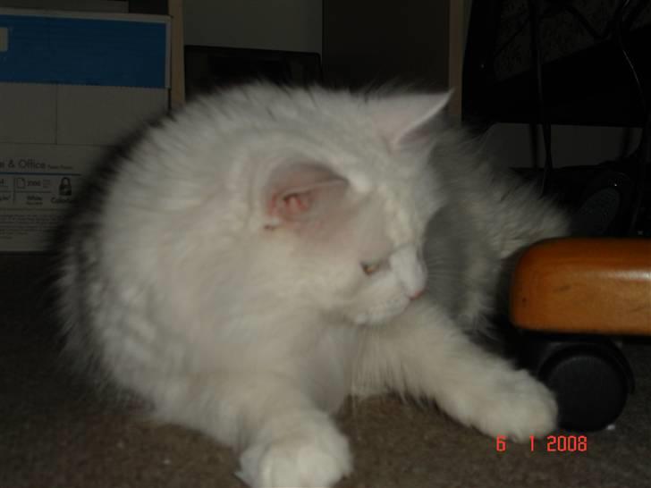 Blanding af racer Bella billede 18