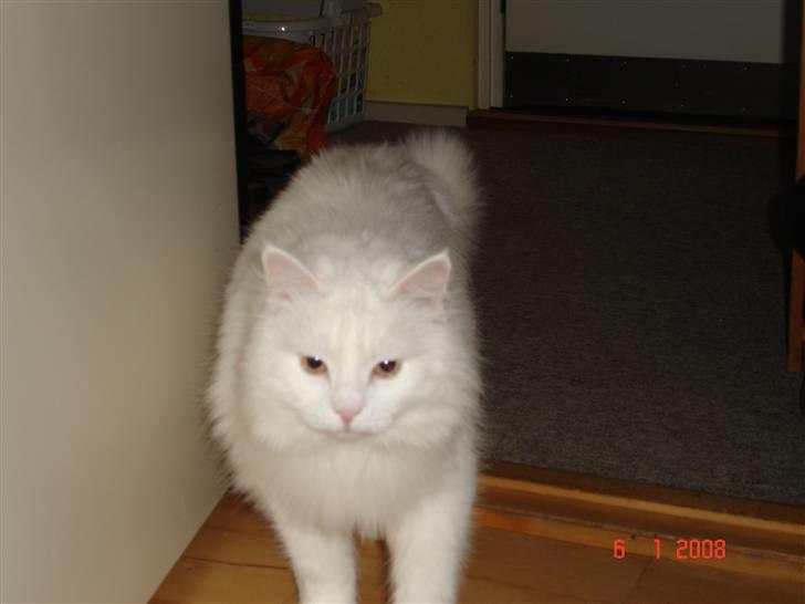 Blanding af racer Bella billede 19