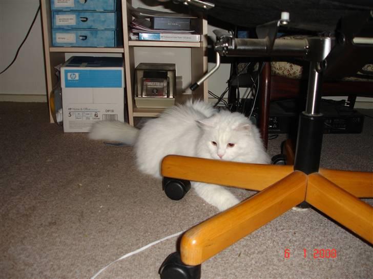 Blanding af racer Bella billede 20