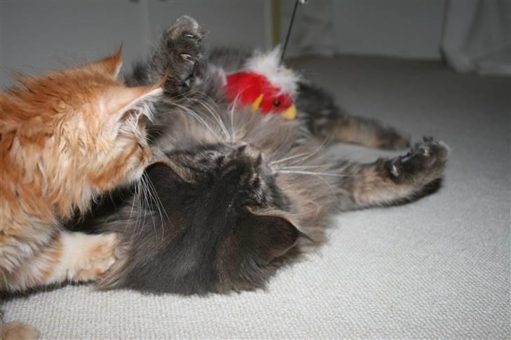 Maine Coon Willie billede 11