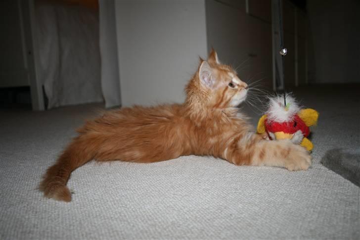 Maine Coon Mille billede 14