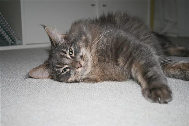 Maine Coon Willie billede 12