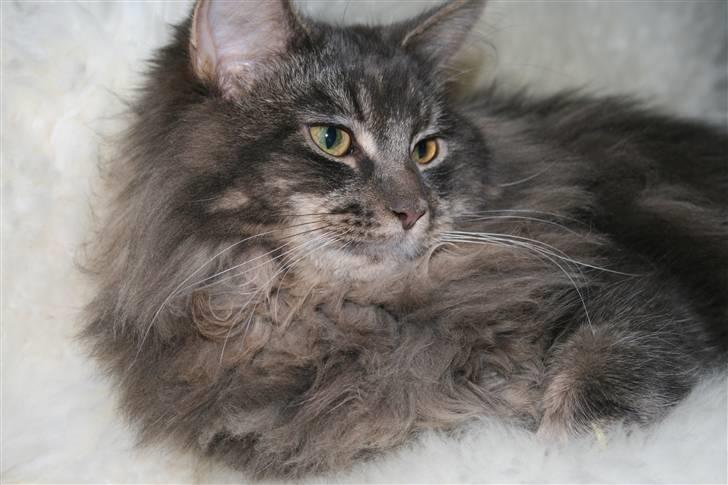 Maine Coon Willie billede 13