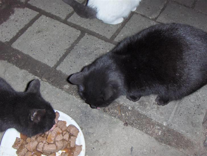 Blanding af racer Luna<3 - hehe missene øder billede 9