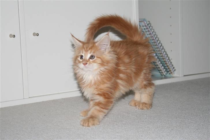 Maine Coon Mille billede 15