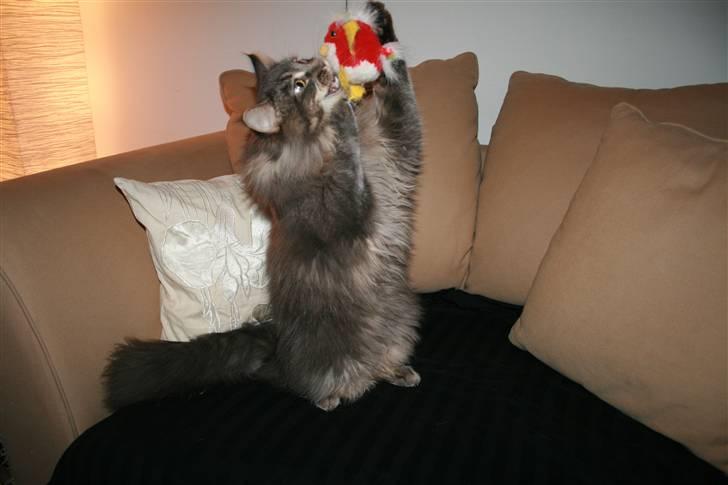 Maine Coon Willie billede 14