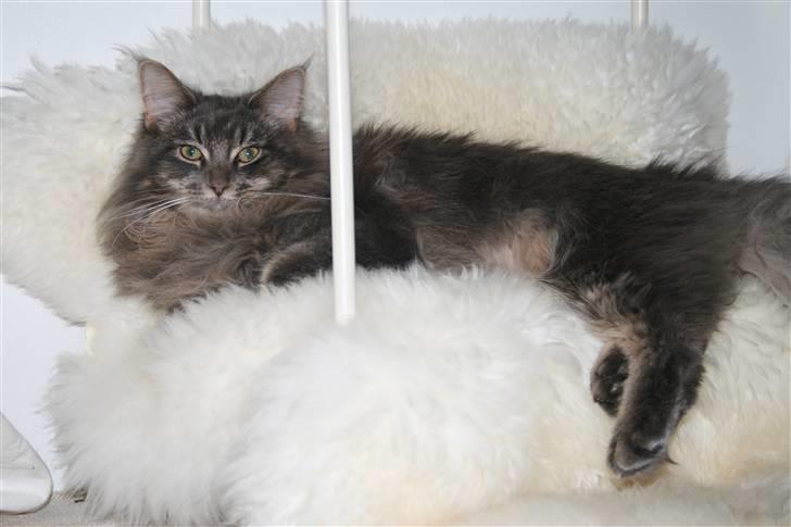 Maine Coon Willie billede 15