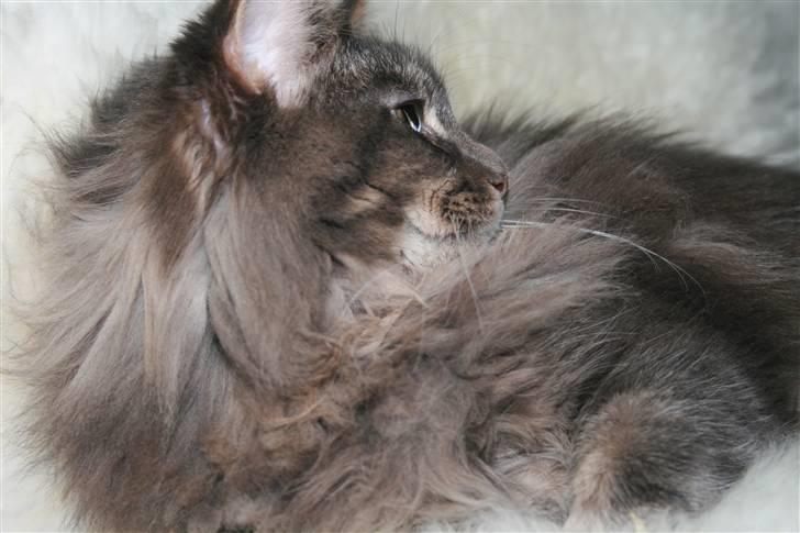 Maine Coon Willie billede 16
