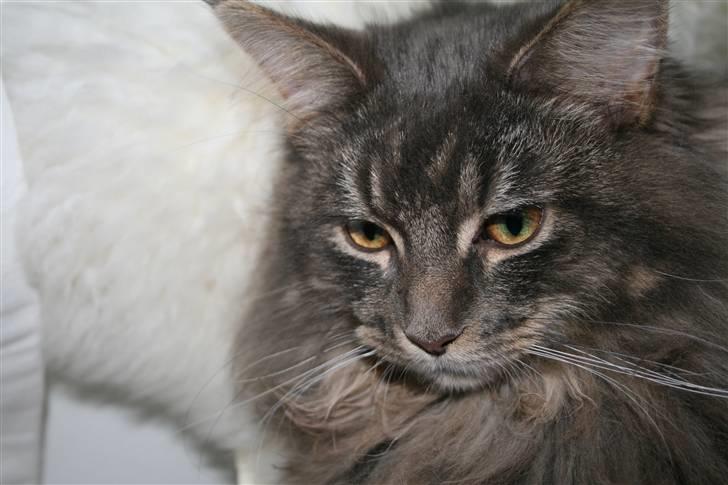 Maine Coon Willie billede 17