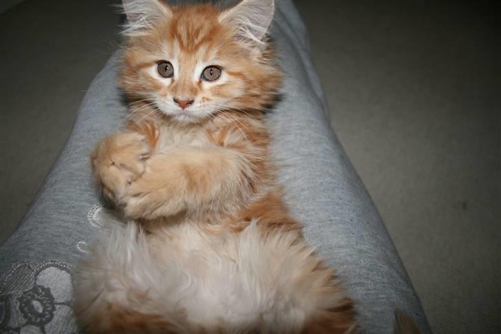 Maine Coon Mille billede 19