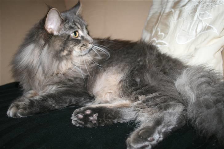 Maine Coon Willie billede 18