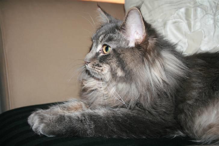 Maine Coon Willie billede 19