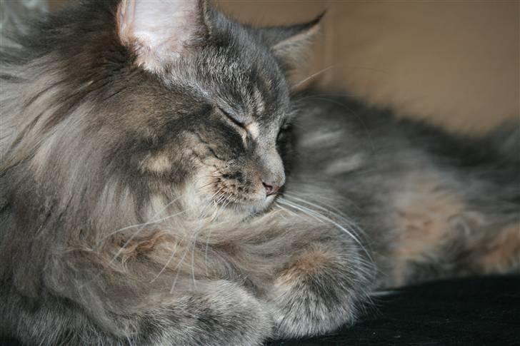 Maine Coon Willie billede 20