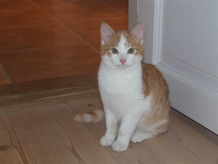 Huskat Balder - Hvis jeg sidder helt stille kan du lige tage et billede. billede 12