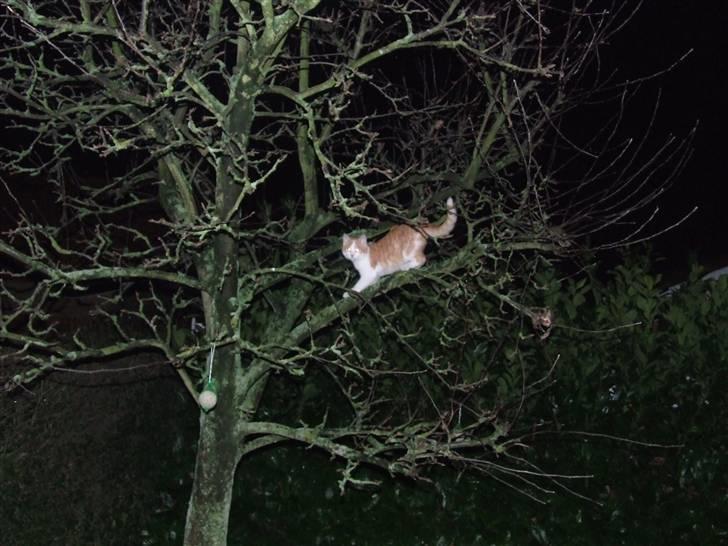 Huskat Balder - Højt til vejrs. billede 13