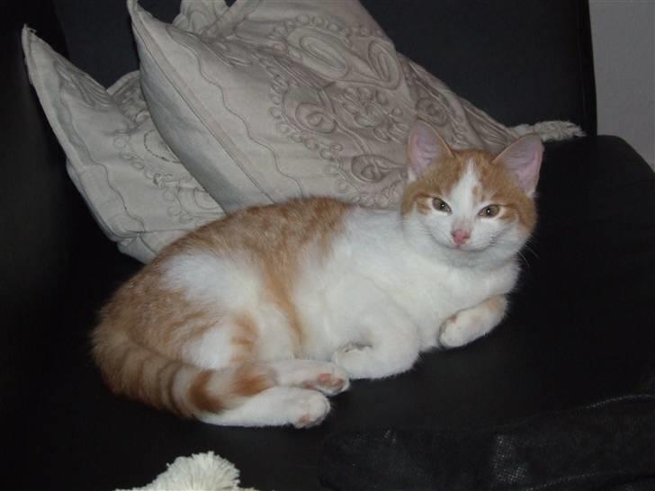 Huskat Balder - Se lige det smil - han er virkelig ude på ballade. billede 14