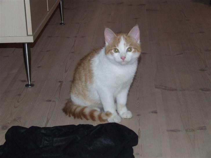 Huskat Balder - Jeg jeg ikke bare fotogen. billede 15