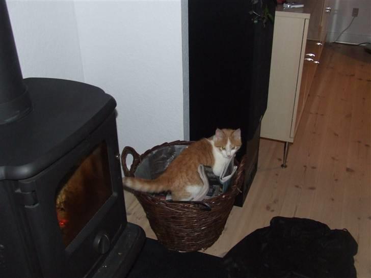 Huskat Balder - Hey - det der stykke brænde provekerede... billede 16