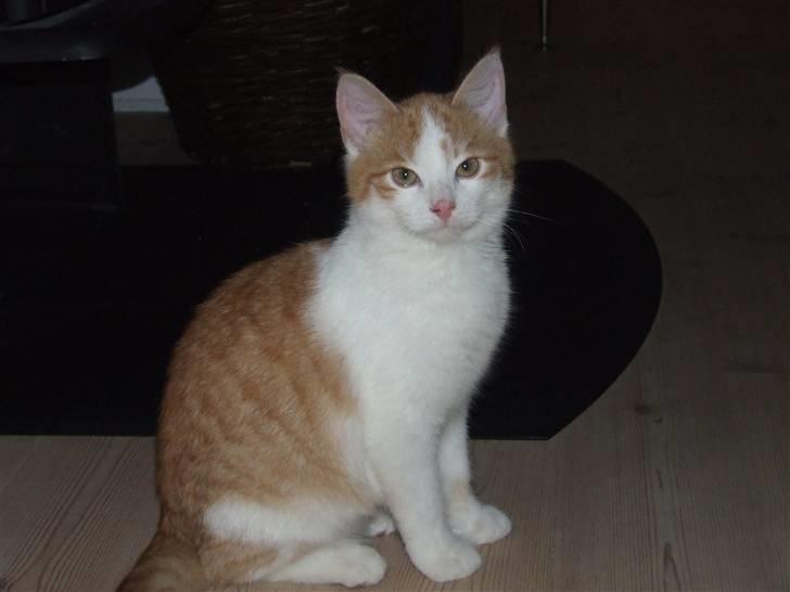 Huskat Balder - Jeg har igen lige sat mig klar billede 18