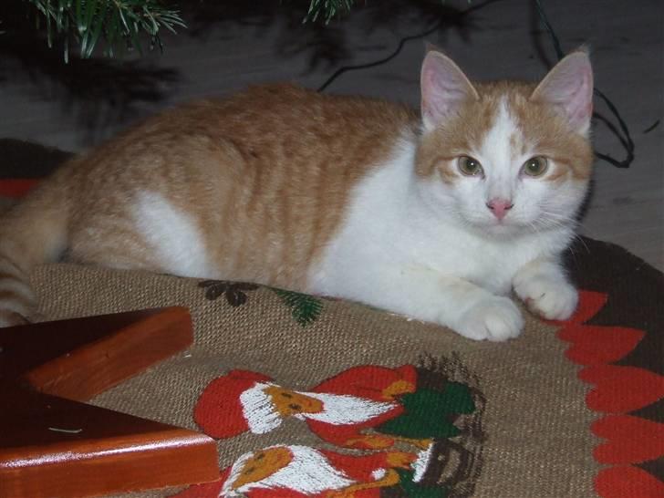 Huskat Balder - Hygge under juletræet. billede 19