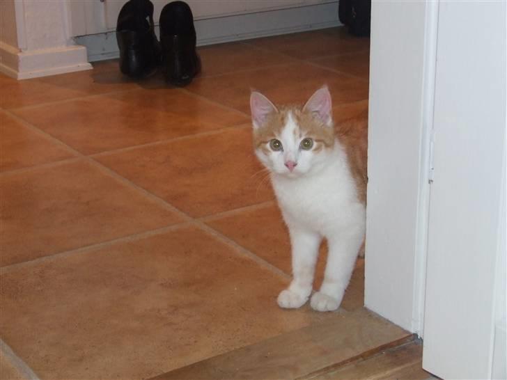 Huskat Balder - Bøh. billede 20