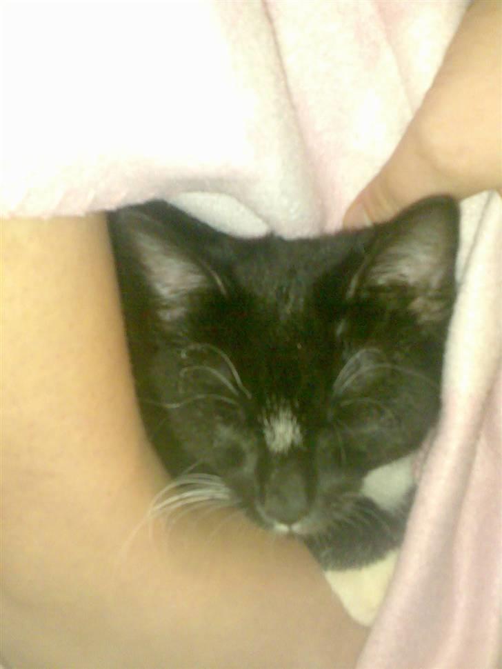 Huskat fnug billede 7