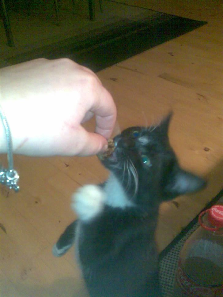 Huskat fnug billede 8