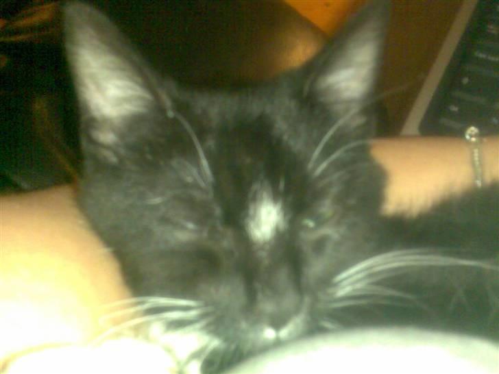 Huskat fnug billede 9