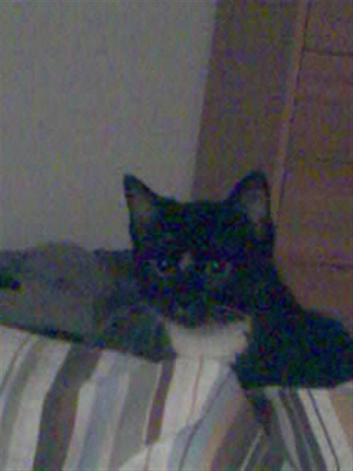 Huskat fnug billede 10