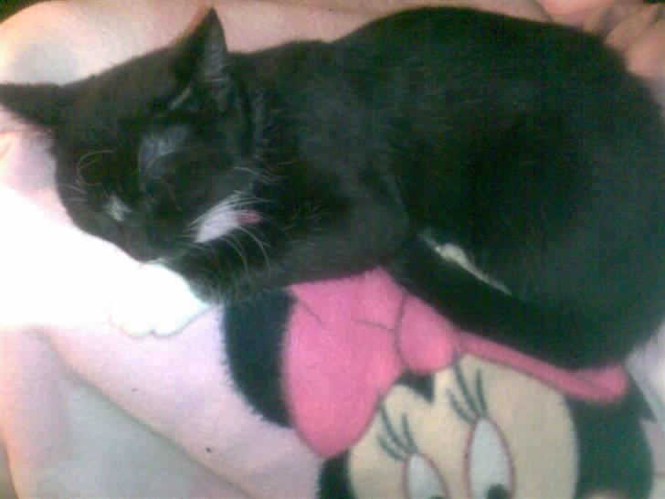 Huskat fnug billede 11