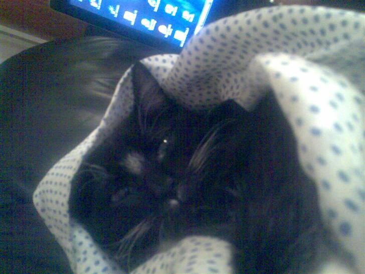 Huskat fnug billede 12