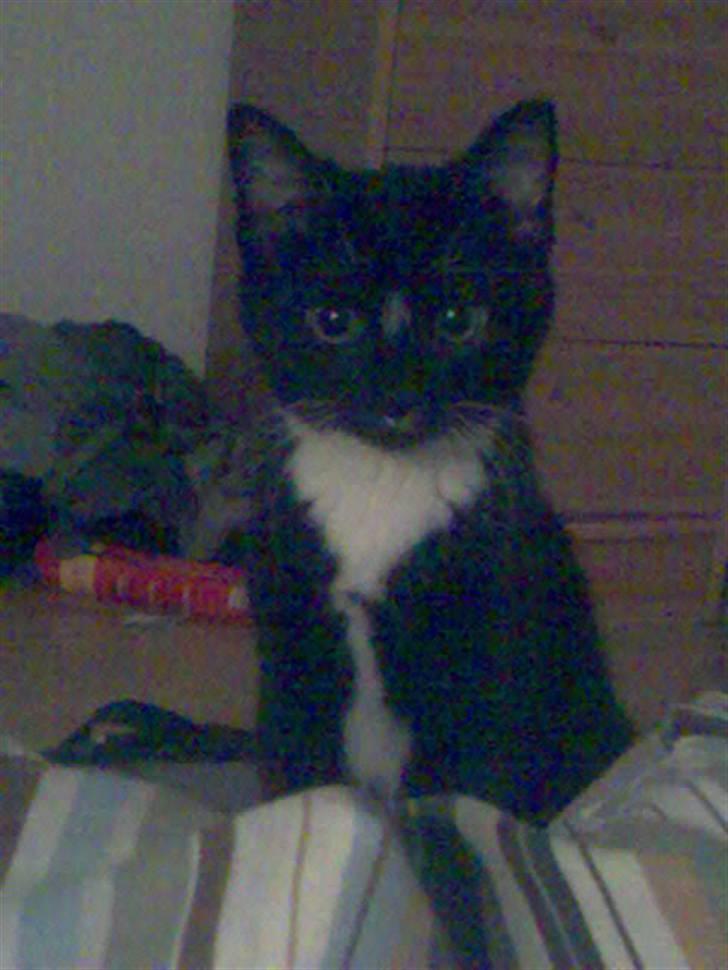 Huskat fnug billede 13