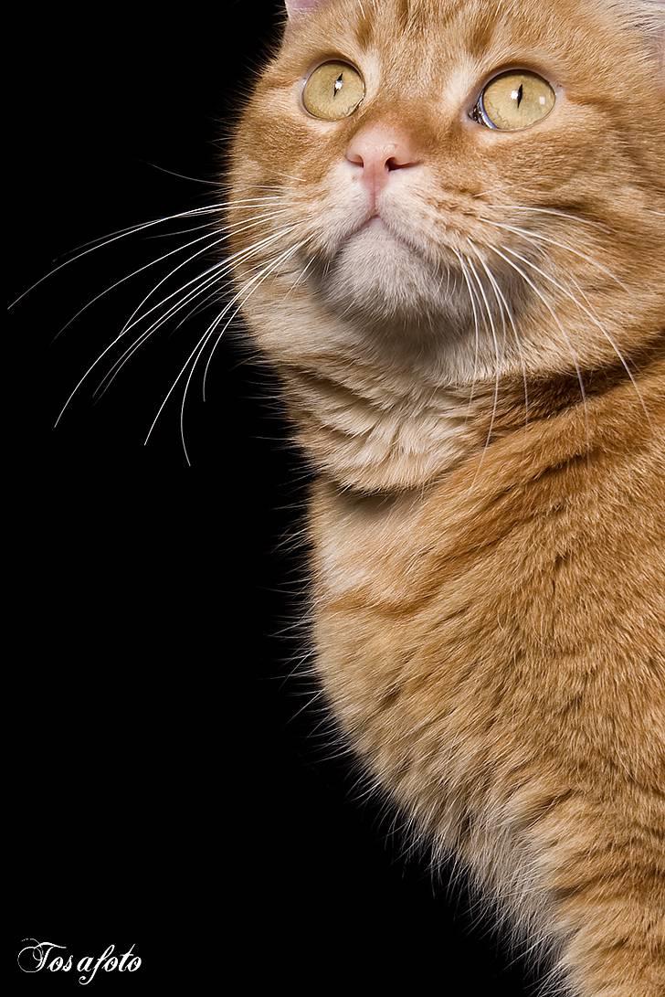 Huskat Lewis billede 1