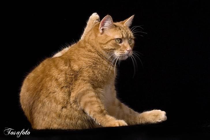 Huskat Lewis billede 2