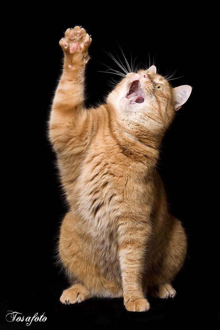 Huskat Lewis billede 3