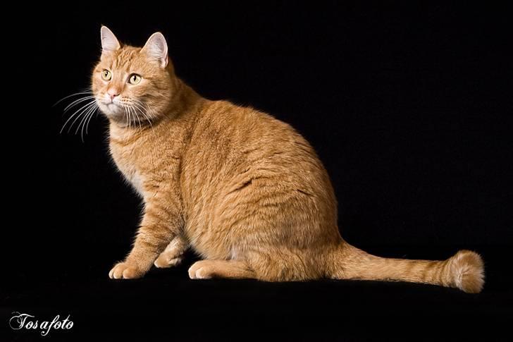 Huskat Lewis billede 4